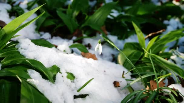 Λουλούδια Χιονιού Galanthus Nivalis Αναπτύσσονται Στη Χειμερινή Χιονόπτωση Μέσο Zoom — Αρχείο Βίντεο
