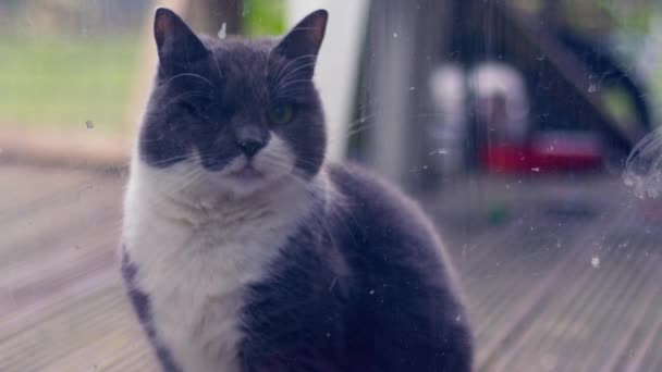 ロンリー猫は窓から内側を見るに近いアップズームショット遅い動き選択的なフォーカス — ストック動画