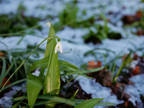 Flores Gota Neve Galanthus Nivalis Crescem Inverno Neve Médio Tiro — Fotografia de Stock