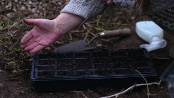プロパゲータ中の種子を準備する庭師4Kショット選択的焦点 — ストック動画