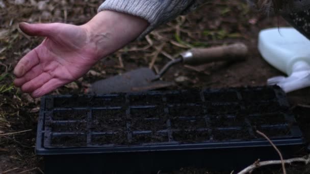 プロパゲータ中ズームショット選択的フォーカスで種子を準備する庭師 — ストック動画