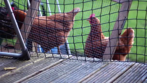 Курица Свободного Радиуса Действия Забором Фермы Замедлительное Увеличение Среднего Кадра — стоковое видео