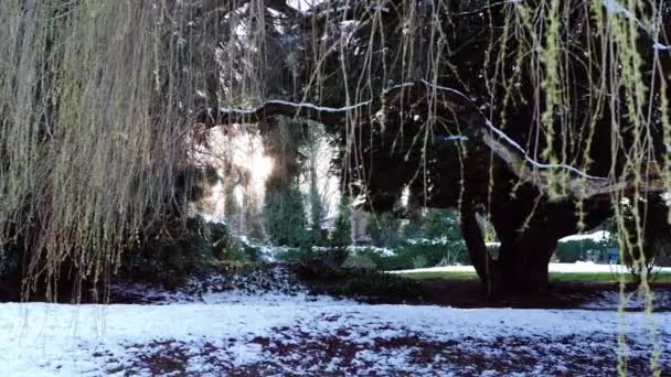Willow Träd Parken Vintern Snöfall Bred Slow Motion Panorering Selektivt — Stockvideo