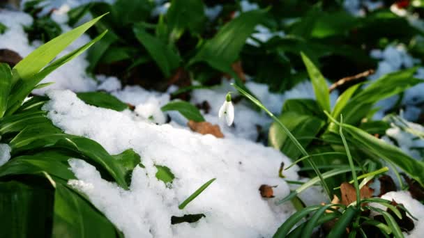 Λουλούδια Χιονιού Galanthus Nivalis Αναπτύσσονται Χειμερινή Χιονόπτωση Μέσο Πυροβόλησε Επιλεκτική — Αρχείο Βίντεο