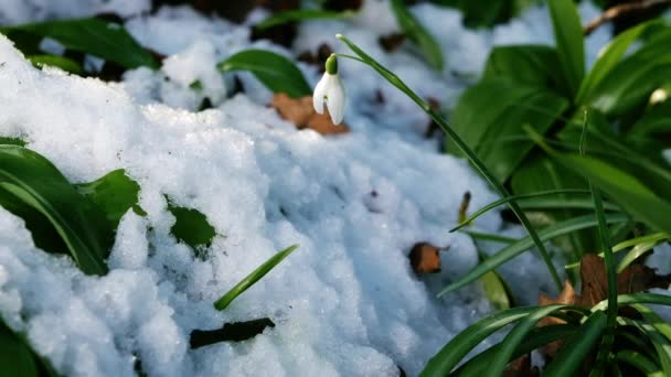 Hóvirág Galanthus Nivalis Télen Hóesés Közepes Zoom Lövés Szelektív Fókusz — Stock videók