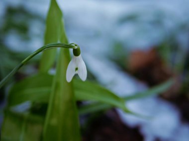 Kar damlası çiçekleri Galanthus nivalis kışın büyür. Orta karar seçici odak noktası.