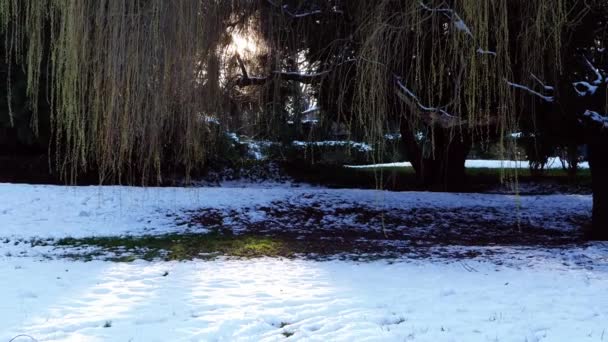 Ιτιά Δέντρο Στο Πάρκο Χειμώνα Χιονόπτωση Ευρεία Αργή Κίνηση Zoom — Αρχείο Βίντεο