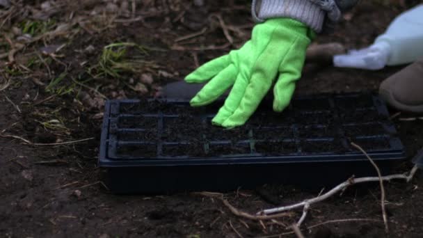 Jardineiro Preparando Sementes Propagador Médio Tiro Foco Seletivo — Vídeo de Stock