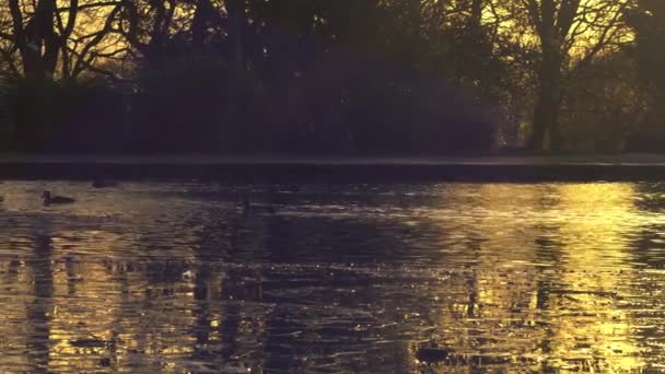 오리는 황금빛 실루엣넓은 슬로우 초점으로 연못에서 — 비디오