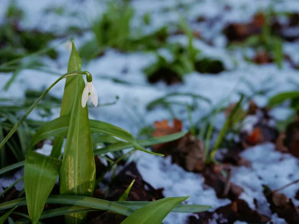 Krople Śniegu Kwiaty Galanthus Nivalis Rosną Zimie Opady Śniegu Średnie — Zdjęcie stockowe