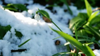 Kar damlası çiçekleri Galanthus nivalis kışın büyür. Orta boy 4k seçici odak noktası.