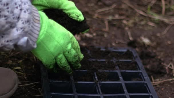 Tuinman Bereidt Compost Plant Groeiende Propagator Close Schot Selectieve Focus — Stockvideo