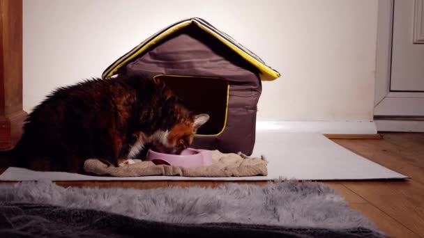 Pet Cat Eating Food Front Cat House Medium Shot Slow — Αρχείο Βίντεο