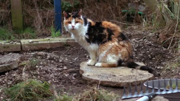 Ηλικιωμένοι Αδέσποτη Γάτα Κάθεται Στο Μέσο Του Κήπου Zoom Shot — Αρχείο Βίντεο