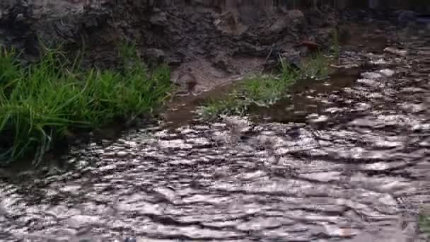 Natural Stream Shallow Water Mud Shot Medium Zoom Selective Focus — Stok video