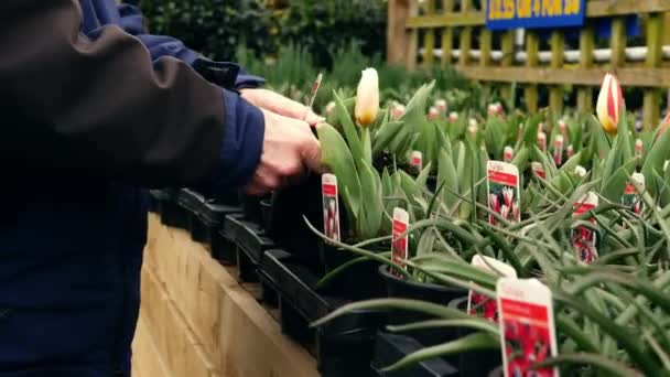 Shopper Garden Center Looking Daffodils Plants Medium Zoom Shot Slow — Stock Video