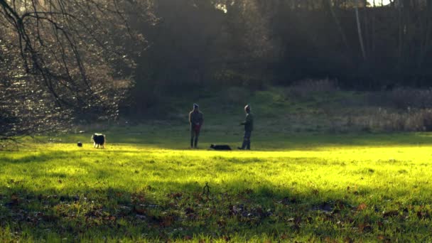 秋の公園シーンで犬の散歩ワイド4Kショット選択的フォーカス — ストック動画