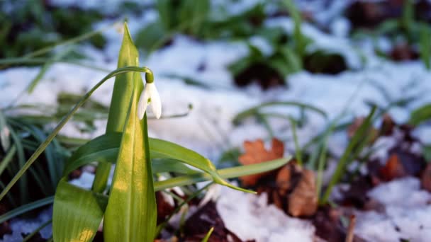 Snöfall Blommor Galanthus Nivalis Xer Vintern Snöfall Medium Skott Selektivt — Stockvideo