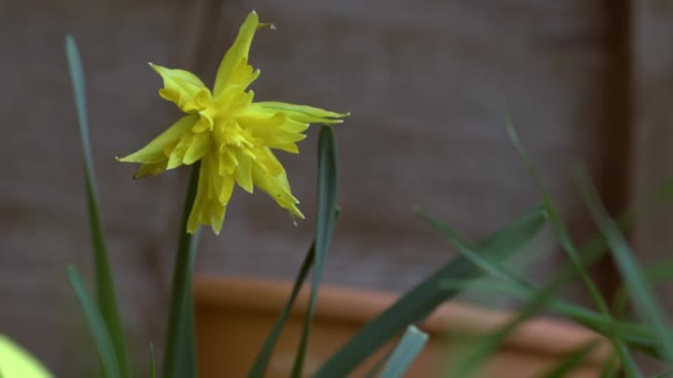 Karzeł Żonkil Narcyz Kwiat Izolowany Wiosennym Zwolnionym Tempie Selektywny Ostrość — Wideo stockowe