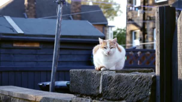 Zázvor Bílá Kočka Sedí Městské Ulici Zeď Střední Zoom Shot — Stock video