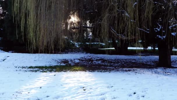 Willow Träd Parken Vintern Snöfall Bred Slow Motion Panorering Selektivt — Stockvideo