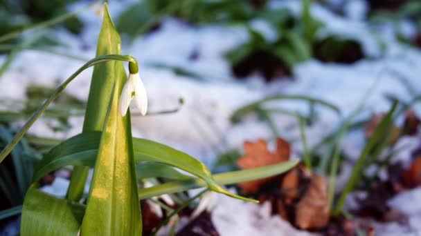 Schneeglöckchen Blüten Galanthus Nivalis Wachsen Winter Bei Schneefall Mittlerer Zoom — Stockvideo