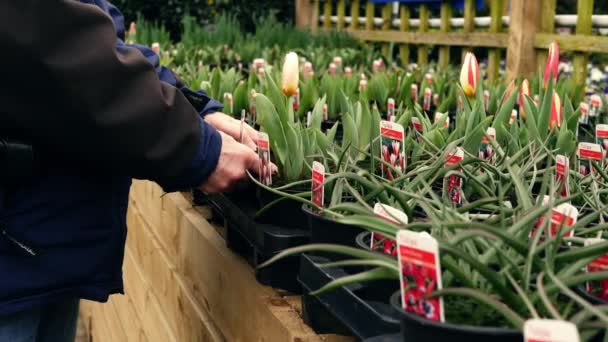 Comprador Centro Jardín Mirando Plantas Tulipán Zoom Medio Tiro Cámara — Vídeos de Stock