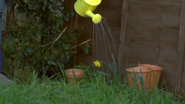 黄色の散水と庭師の散水水仙の花は中遅い動き選択的な焦点をすることができます — ストック動画