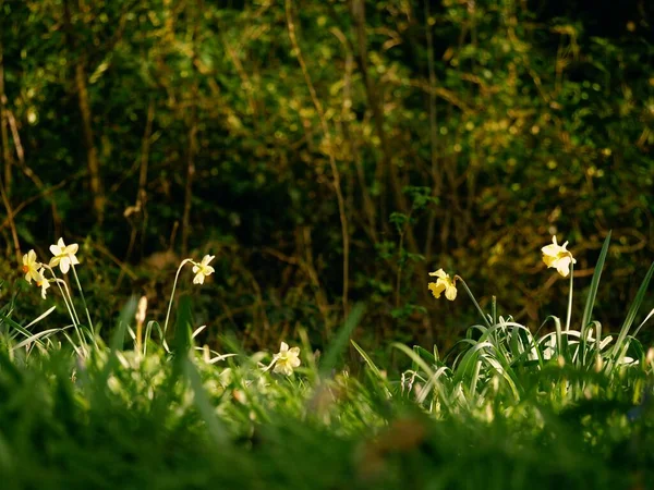 Påsklilja Narcissus Blomma Växer Skogspark Våren Bred Skott Selektivt Fokus — Stockfoto