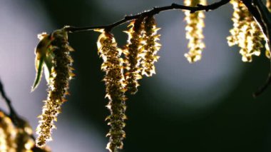 Catkins bahar güneşinde bir ağaca asılır. Yavaş çekimde yakınlaşır, seçici odaklanır.