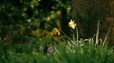 İlkbaharda Woodland Park 'ta yetişen nergis çiçeği. 4k yavaş çekim seçici odak noktası.