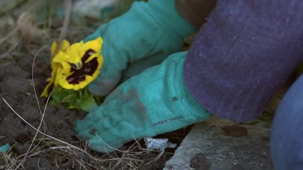 Gärtner Pflanzt Einstreu Pflanzen Stiefmütterchen Blumen Nahaufnahme Zoom Zeitlupe Selektiver — Stockvideo