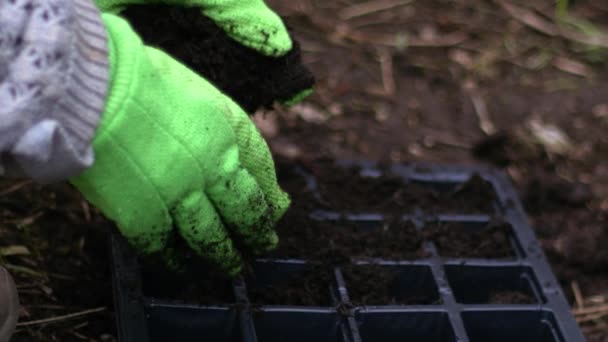 Gardener Preparing Compost Plant Growing Propagator Close Shot Selective Focus — Stock Video