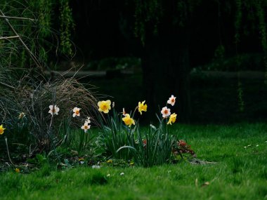 İlkbaharda Woodland Park 'ta yetişen nergis Narcissus çiçeği seçici bir odak noktası.