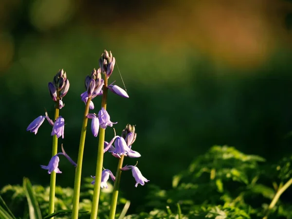 Ngiliz Ilkbaharında Bluebell Çiçeği Tomurcuklanması Seçici Odak Noktasını Kapat — Stok fotoğraf