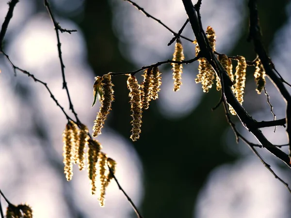 İlkbahar güneşinde Catkins bir ağaca asılı. Orta boy seçici bir odak noktası.