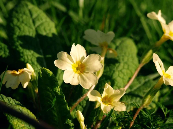 Sárga Primrózsa Virág Woodland Park Tavasszal Közelről Szelektív Fókusz — Stock Fotó
