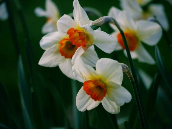 Daffodil Narcissus flower growing in woodland park in springtime close up shot selective focus