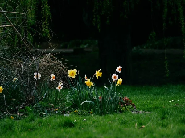 Jonquille Fleurs Narcisse Poussant Dans Parc Boisé Printemps Gros Plan — Photo