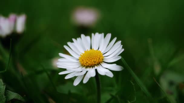 Daisy Flower Full Bloom Close Shot Slow Motion Selective Focus — Stock Video