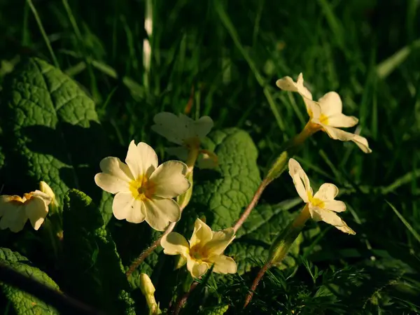 Sárga Primrózsa Virág Woodland Park Tavasszal Közelről Szelektív Fókusz — Stock Fotó