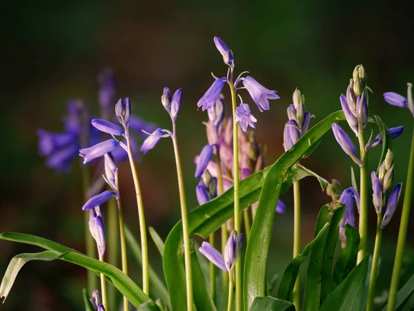 Ngiliz Ilkbaharında Bluebell Çiçeği Tomurcuklanması Seçici Odak Noktasını Kapat — Stok fotoğraf
