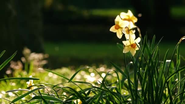 Daffodil Narcissus Квітка Росте Лісовому Парку Весною Широке Збільшення Сповільнення — стокове відео