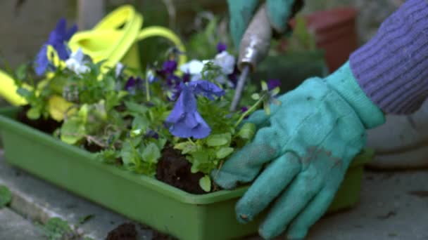 Jardineiro Com Plantas Cama Flores Pansy Médio Movimento Lento Foco — Vídeo de Stock