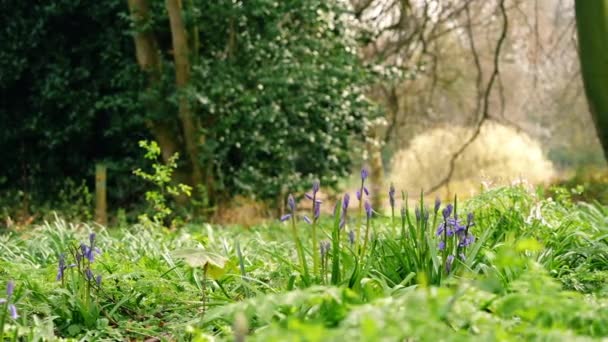 Bluebell Flower Budding English Spring Woodland Wide Panning Shot Selective — стоковое видео