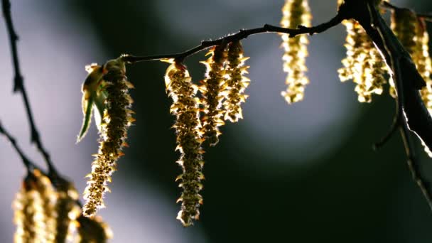 Catkins Hang Tree Springtime Sunshine Close Slow Motion Selective Focus — Stock Video