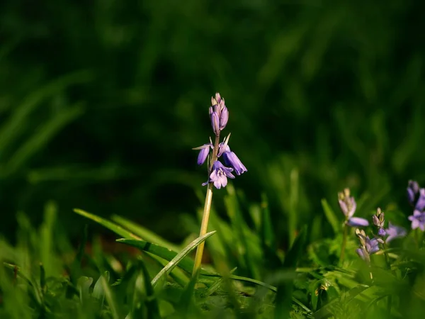 Цветок Нарцисса Нарцисса Растет Лесном Парке Весной Крупным Планом — стоковое фото