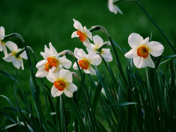 Daffodil Narciso Flor Crescendo Parque Florestal Primavera Close Tiro Foco — Fotografia de Stock