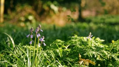 İngiliz ilkbahar ormanlarında BlueBell çiçeği tomurcuklanıyor. 4k genişliğinde seçici odak noktası.