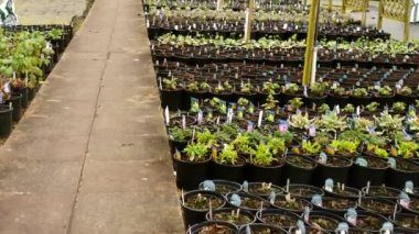 Bahçe merkezinde büyüyen bitki ve çiçek sıraları. Orta boy. Yavaş çekim seçici odak noktası.